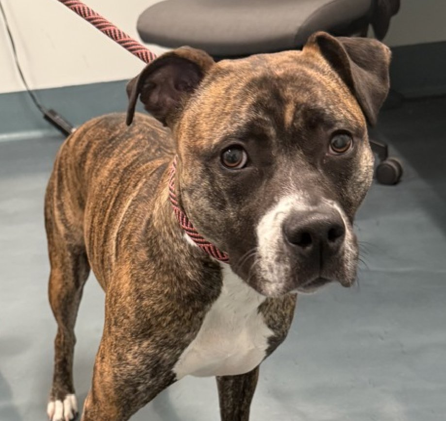 MyBoxerLuvMac1's tweet image. 💔Tootsie💔
#NYCACC #250167 2y
▪️Listed TBK: 4/21💉 
#RescueOnly

Precious sweetie's💔, surr after a child was rough playing w her, ending in a bite &amp;amp; release 2 child's lip.
Beautiful brindle girl has glowing notes, affectionate, social cuddler!
Fearful, grieving in care.
Needs
