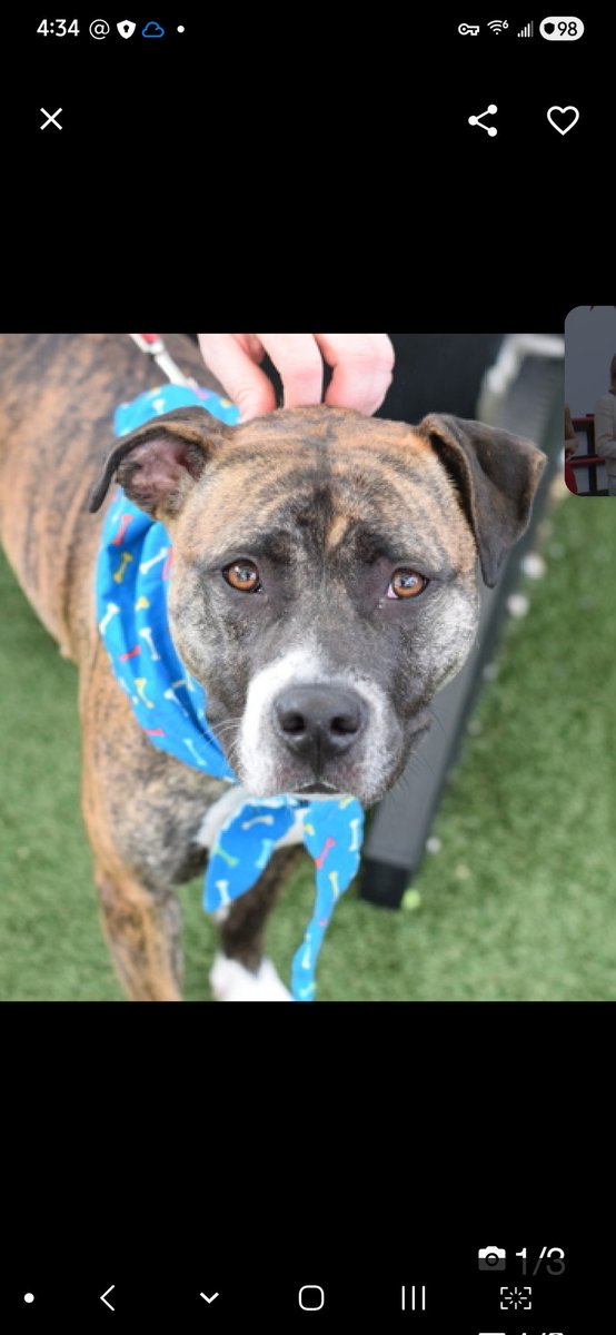 MyBoxerLuvMac1's tweet image. 💔Tootsie💔
#NYCACC #250167 2y
▪️Listed TBK: 4/21💉 
#RescueOnly

Precious sweetie's💔, surr after a child was rough playing w her, ending in a bite &amp;amp; release 2 child's lip.
Beautiful brindle girl has glowing notes, affectionate, social cuddler!
Fearful, grieving in care.
Needs