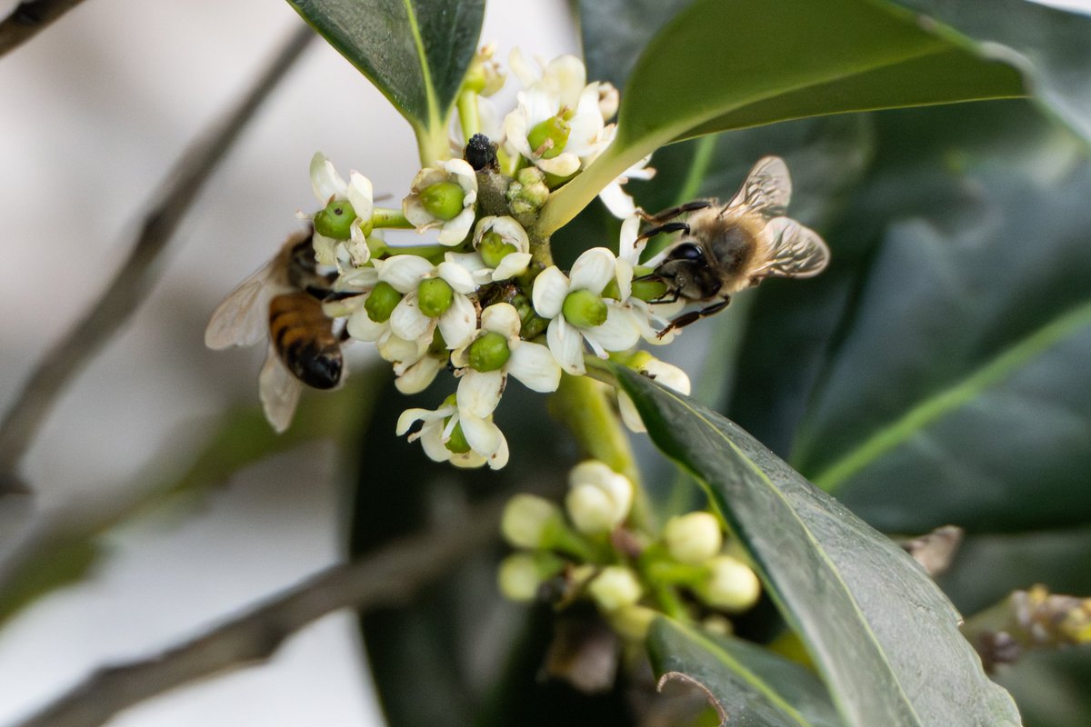 Chris Shaw tweet media