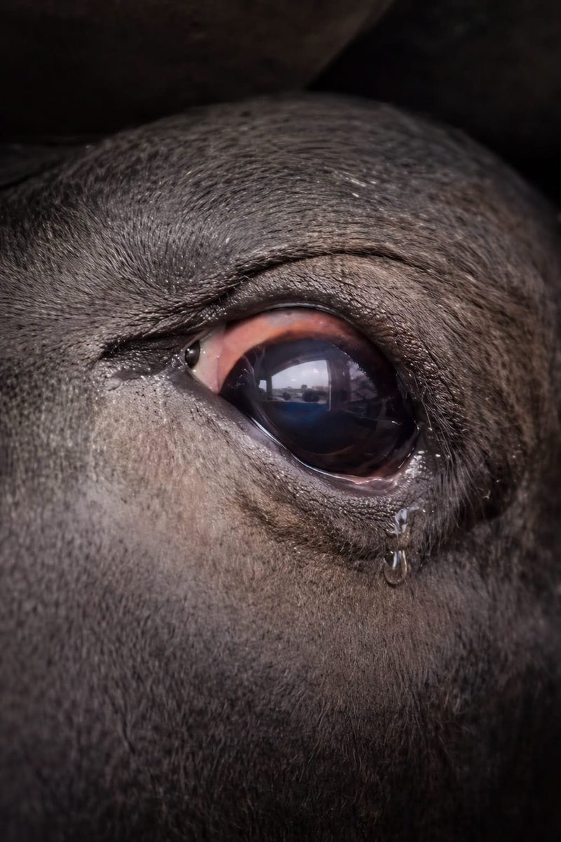 nasrene41's tweet image. A single tear… but a lifetime of silence. 💔
They feel everything fear, pain, loss.

#Vegan #PlantBased #AnimalsAreSentient #AnimalRights
Just because they can’t speak,
doesn’t mean they don’t suffer.