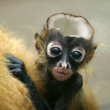 joy 🐑 tweet media