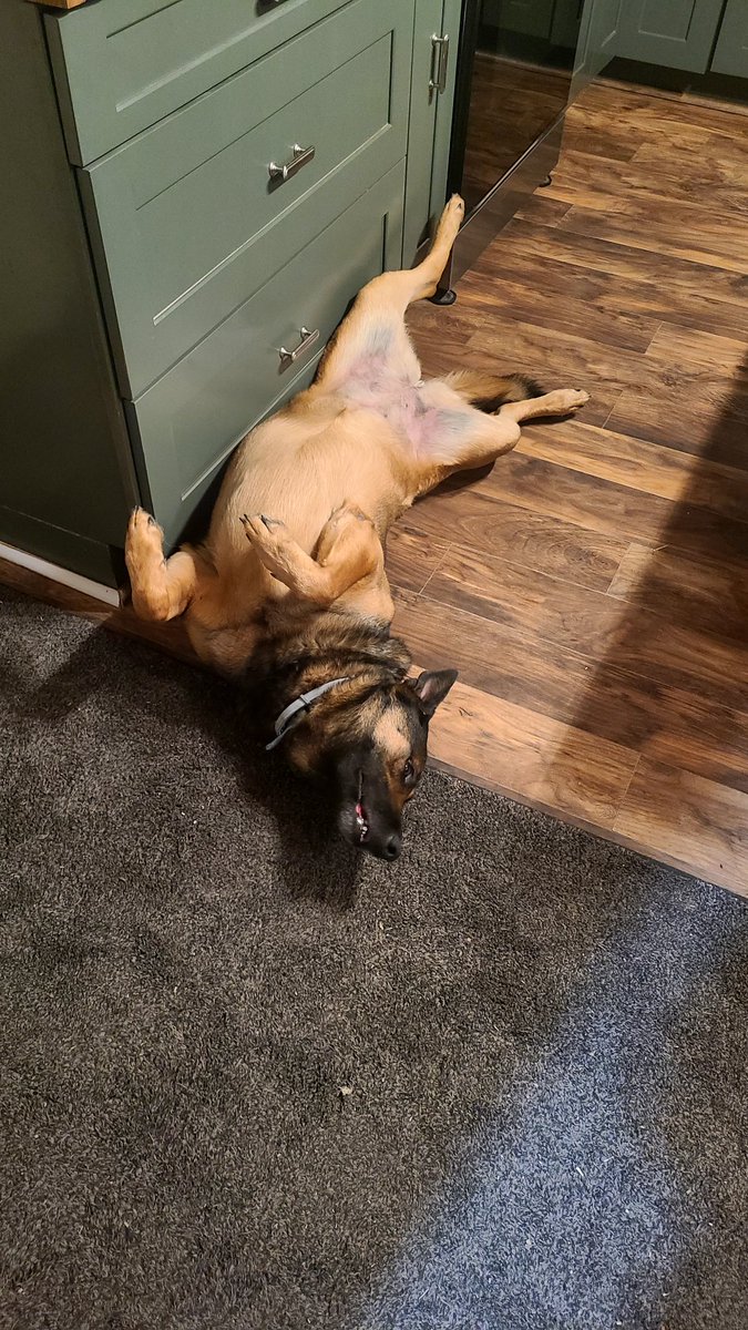 Shinkō Cosplay tweet media