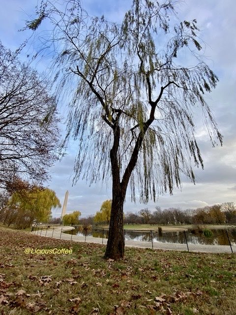 LiciousCoffee's tweet image. #Sunday #funday #Relaxation days where We share photos of dual trunk🌳🌳0r 2 harmoniously intertwined.

😍 It’s🌳🪾Art —  these 2 in the Park swinging💃🏽 
#Nature #NaturePhotography #Photography #PhotographyIsArt #trees #Park #Sun #Sunshine