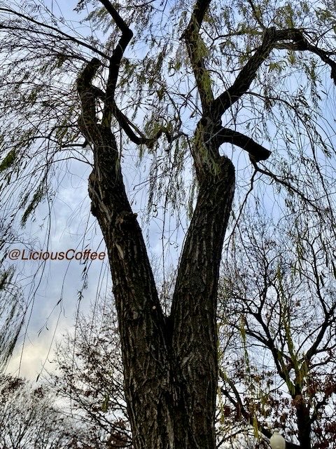 LiciousCoffee's tweet image. #Sunday #funday #Relaxation days where We share photos of dual trunk🌳🌳0r 2 harmoniously intertwined.

😍 It’s🌳🪾Art —  these 2 in the Park swinging💃🏽 
#Nature #NaturePhotography #Photography #PhotographyIsArt #trees #Park #Sun #Sunshine
