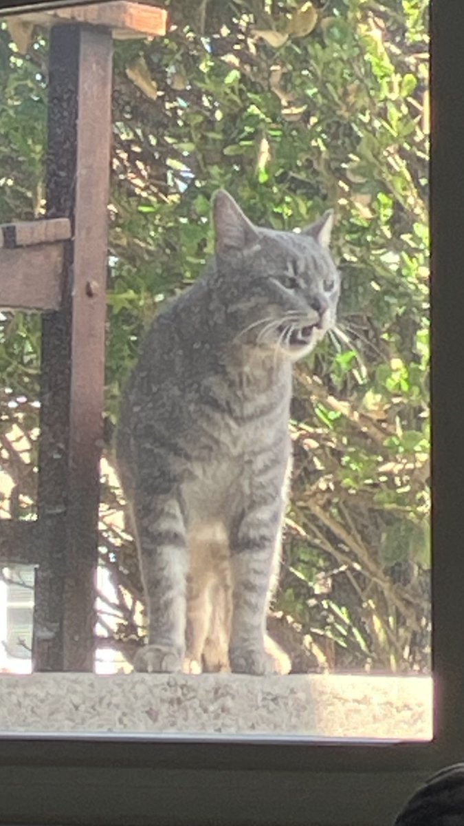 My cat's nemesis.
This stray cat's been showing up and meowing outside my window for the last couple of weeks. Quinn Von Fuzzybutt dutifully screams back, no matter how loudly or often I tell her the other cat is outside.