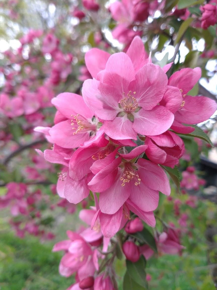mshafqat72's tweet image. Soft whispers of spring in every petal 🌸 Almond flowers bloom like poetry on branches, delicate yet full of life reminding us that even after the coldest winters, beauty always finds its way back.

#AlmondBlossom #SpringVibes #NatureBeauty #BloomSeason #NatureLovers