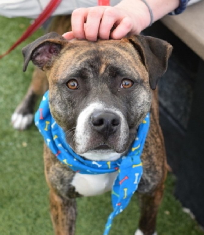 MorgFairsdogs's tweet image. Tootsie 250168
Listed TBK 4/21
#NYCACC #RescueOnly 
She is a pretty brindle 2 yr old
Bit child on lip in previous home due to child playing rough with her, bit and released
Very fearful in care 
Needs exp adult only home 
Help save Tootsie!
nycacc.app/browse/250168
#Pledge4Rescue