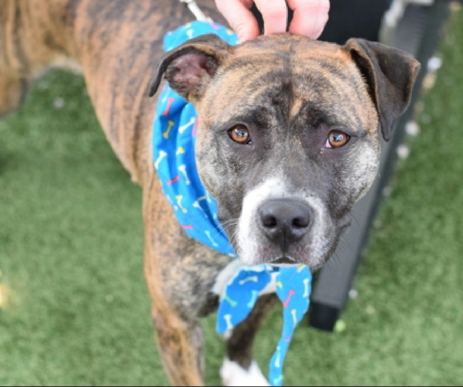 MorgFairsdogs's tweet image. Tootsie 250168
Listed TBK 4/21
#NYCACC #RescueOnly 
She is a pretty brindle 2 yr old
Bit child on lip in previous home due to child playing rough with her, bit and released
Very fearful in care 
Needs exp adult only home 
Help save Tootsie!
nycacc.app/browse/250168
#Pledge4Rescue