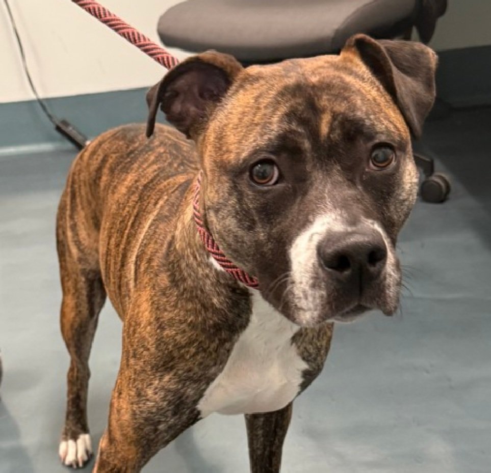 MorgFairsdogs's tweet image. Tootsie 250168
Listed TBK 4/21
#NYCACC #RescueOnly 
She is a pretty brindle 2 yr old
Bit child on lip in previous home due to child playing rough with her, bit and released
Very fearful in care 
Needs exp adult only home 
Help save Tootsie!
nycacc.app/browse/250168
#Pledge4Rescue