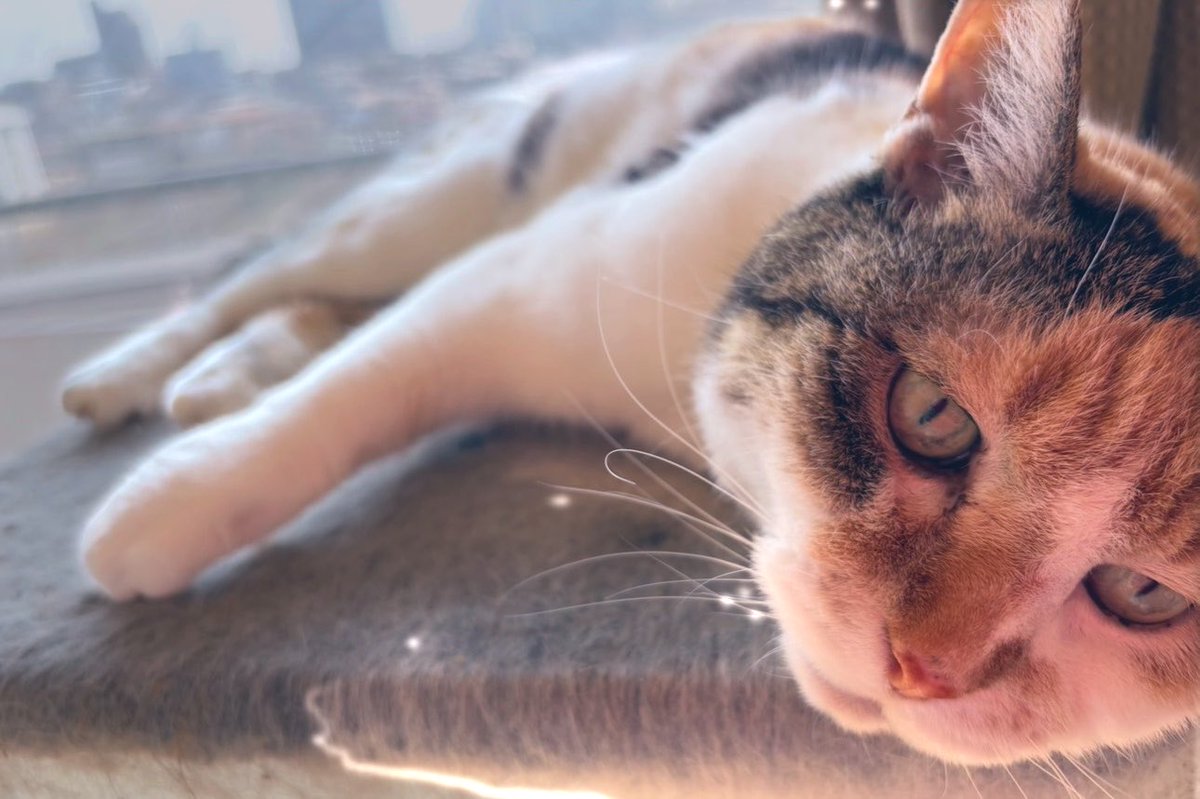 🐼🐼🐼 tweet media