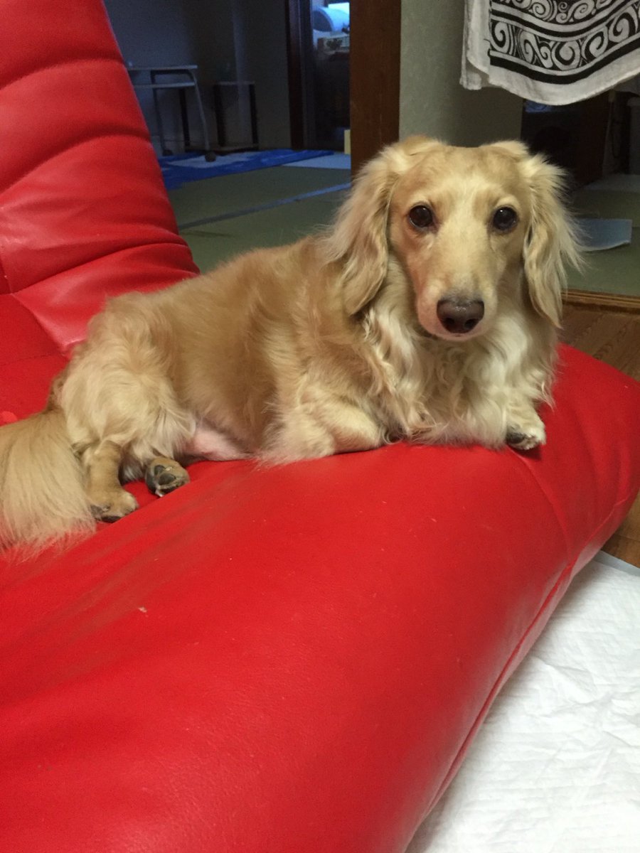 🐼🐼🐼 tweet media