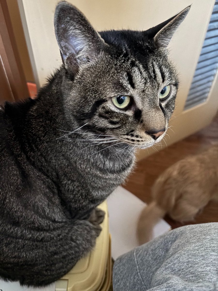 🐼🐼🐼 tweet media