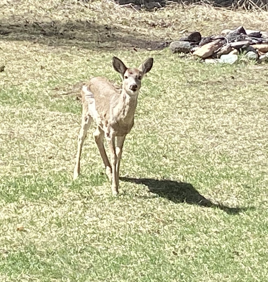 Pond Anon in Coon Hat tweet media