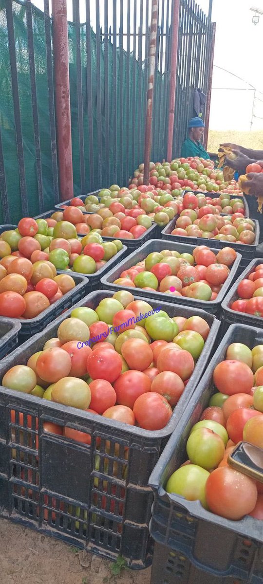 IPMexperts's tweet photo. Our Client Camera 📸 
Our 30kg Crates readily available for $5
Strong and durable
📍 62 Livingstone Avenue (Corner 6th Avenue), Harare
📞 0784 882 799 | 0784 672 644 | 0714 141 https://t.co/kGUQYCX0Fk