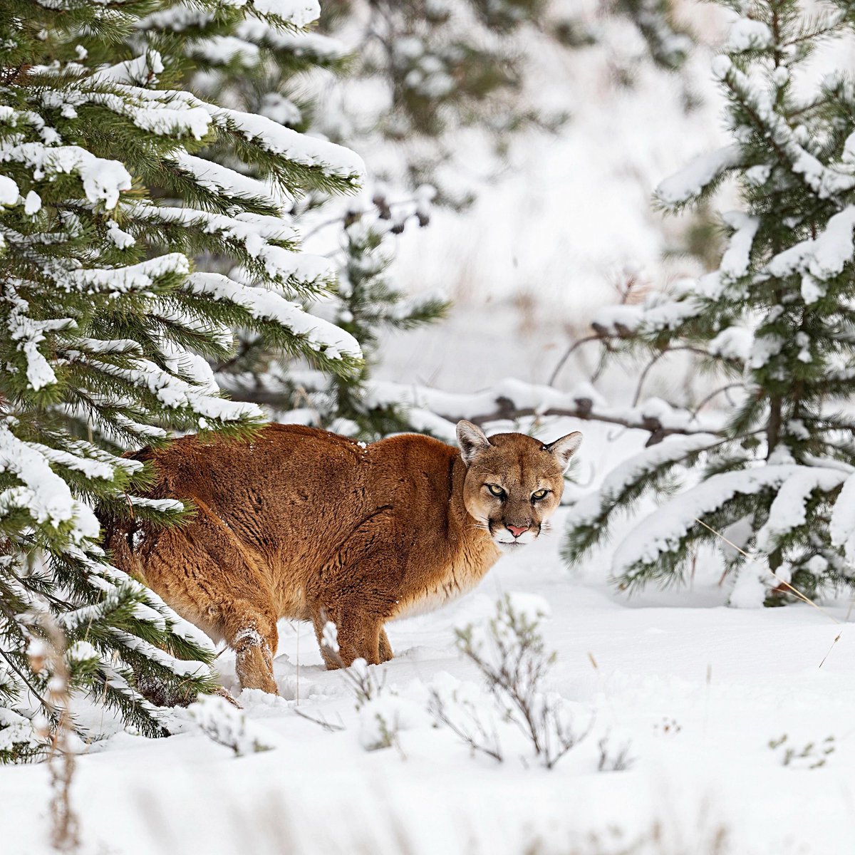 White Star🇽🇰🇦🇱🇻🇦 tweet media