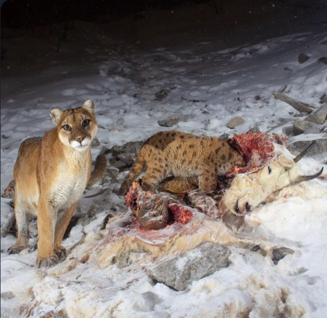 White Star🇽🇰🇦🇱🇻🇦 tweet media