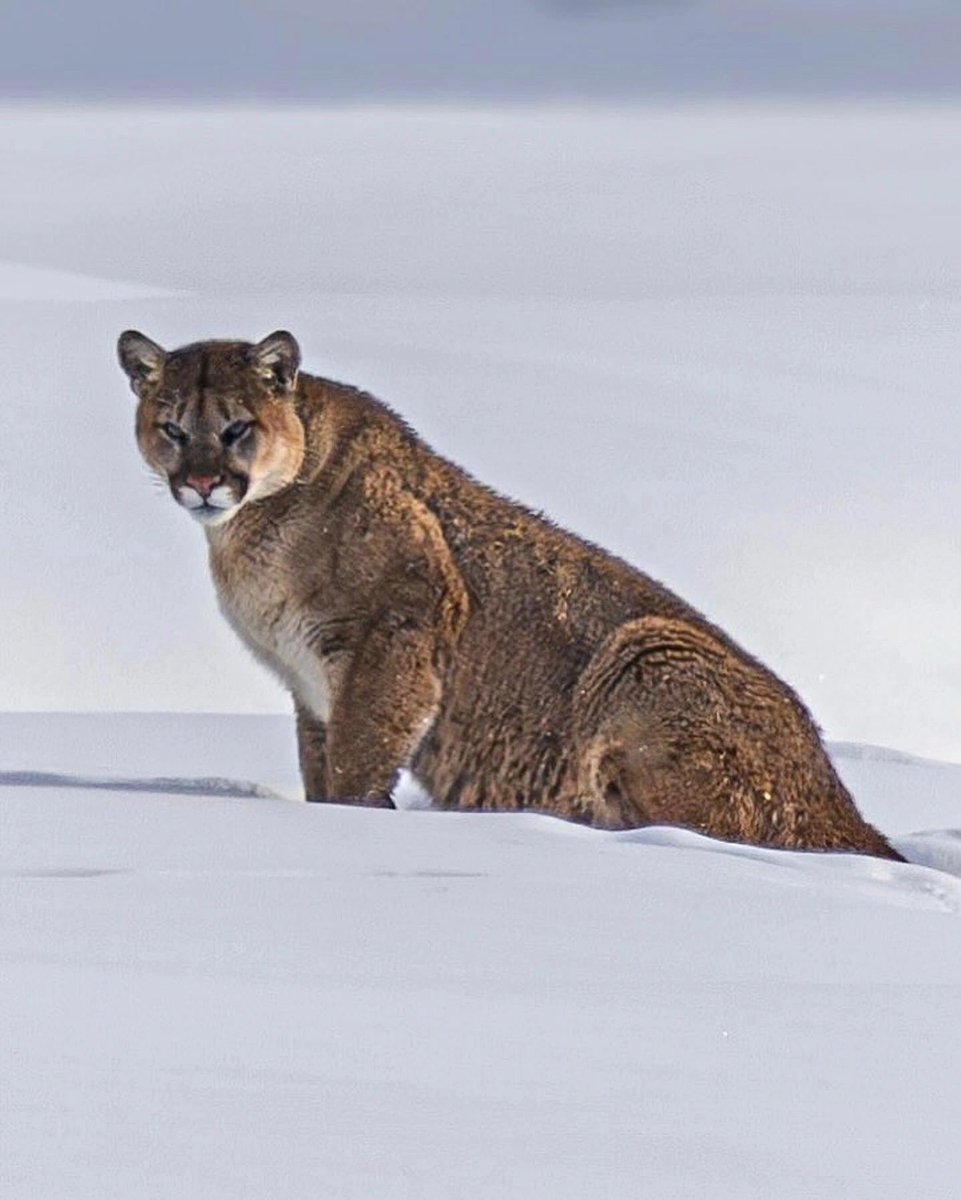 White Star🇽🇰🇦🇱🇻🇦 tweet media