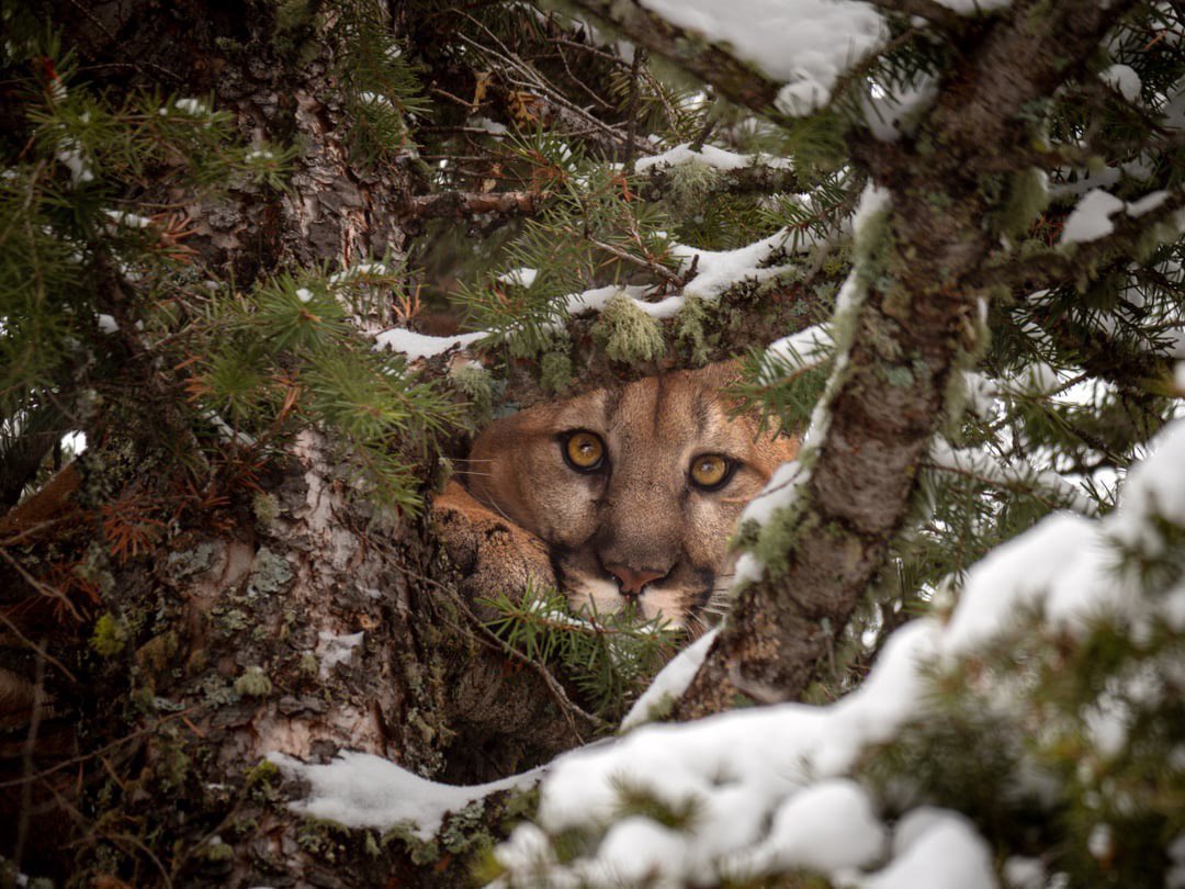 White Star🇽🇰🇦🇱🇻🇦 tweet media