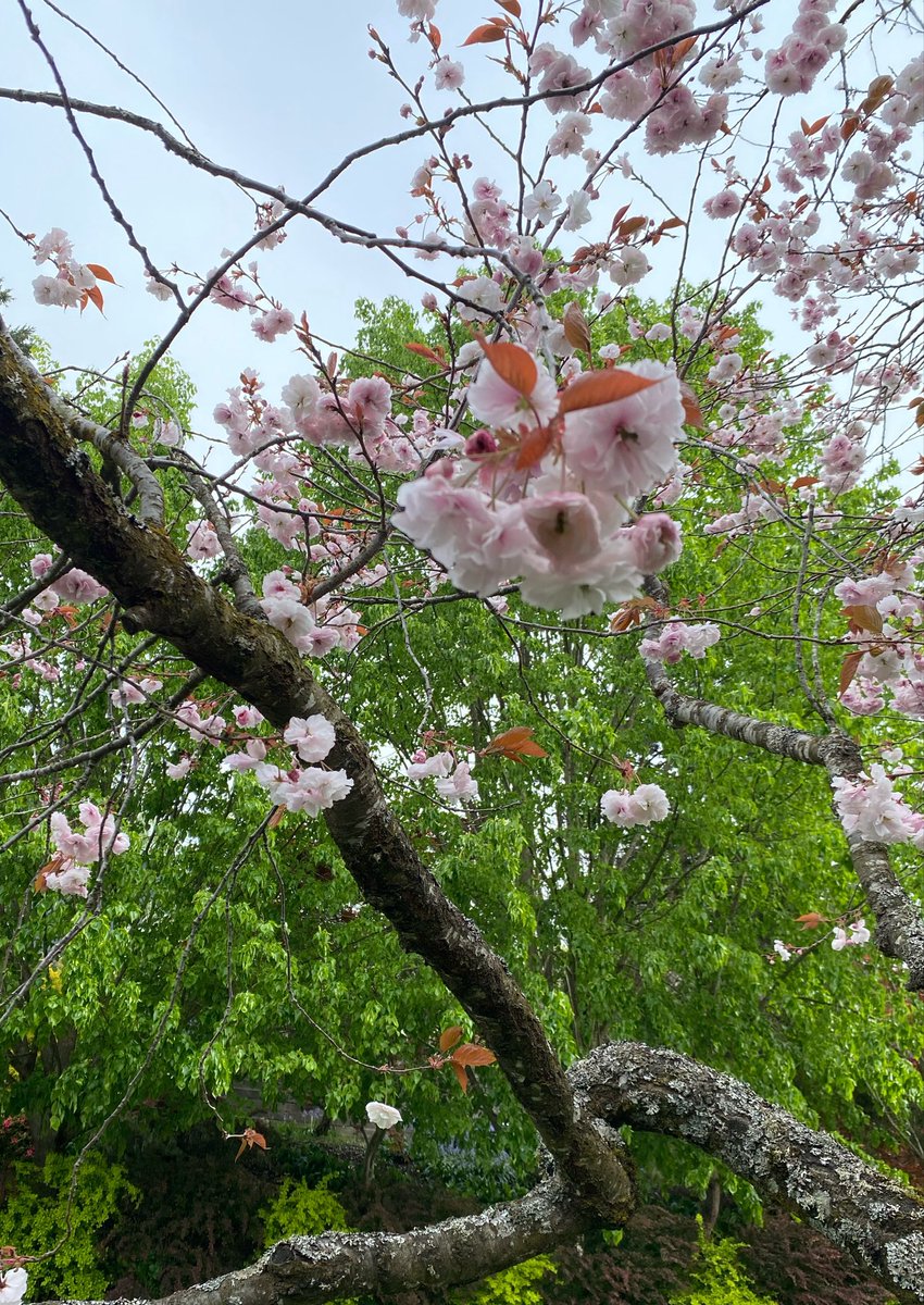 三日月うさこ tweet media