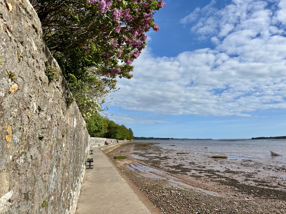 LorraineInglisD's tweet image. Sunday afternoon saunter 🌊

Low Spring tide and the scent of Wisteria in the air 🪻🩵

#photography #Devon #spring    #10minutesfromhome #flowersonX #sundayvibes #Topsham