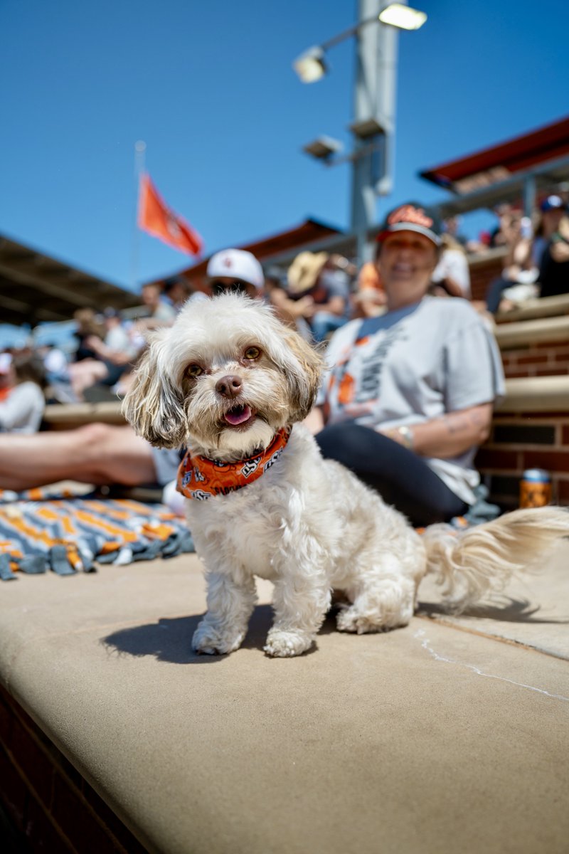 Oklahoma State Univ. tweet media