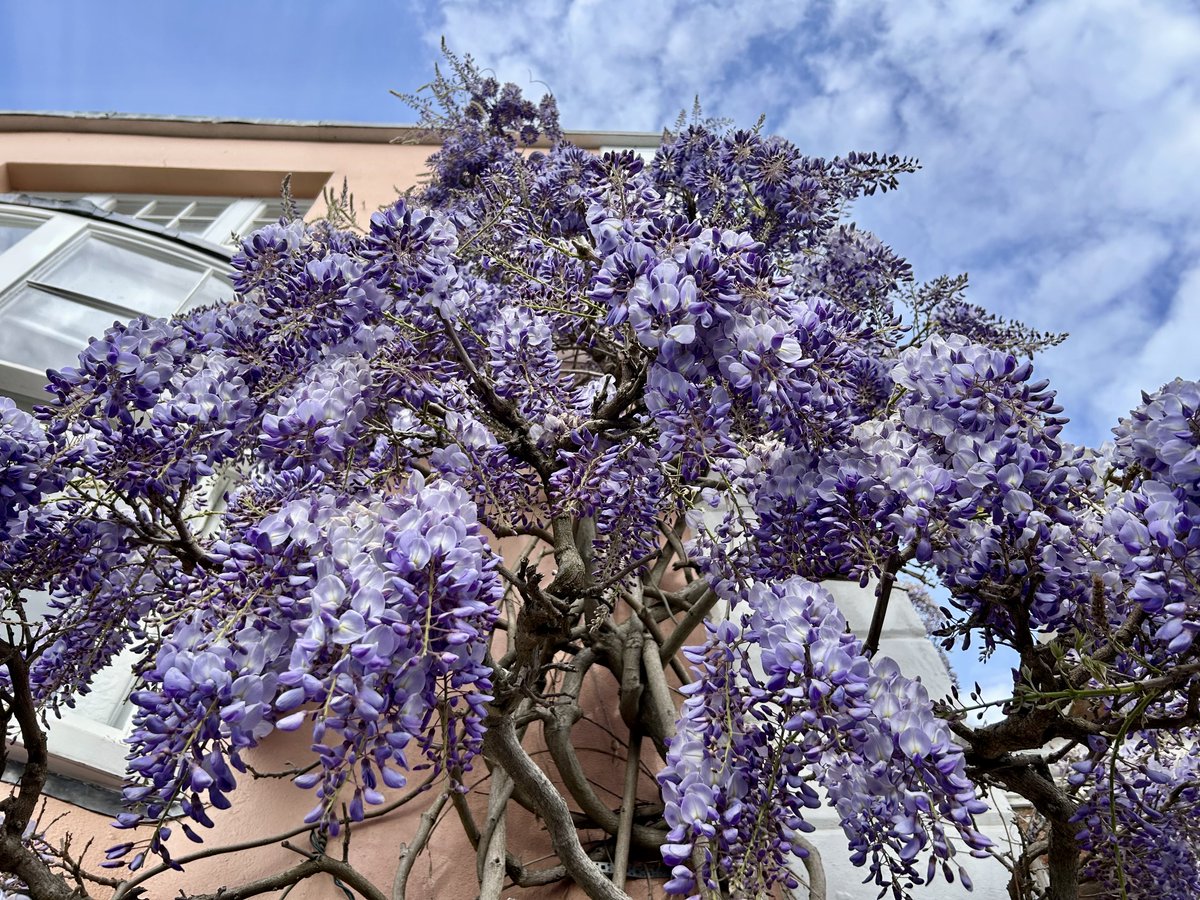 LorraineInglisD's tweet image. Sunday afternoon saunter 🌊

Low Spring tide and the scent of Wisteria in the air 🪻🩵

#photography #Devon #spring    #10minutesfromhome #flowersonX #sundayvibes #Topsham