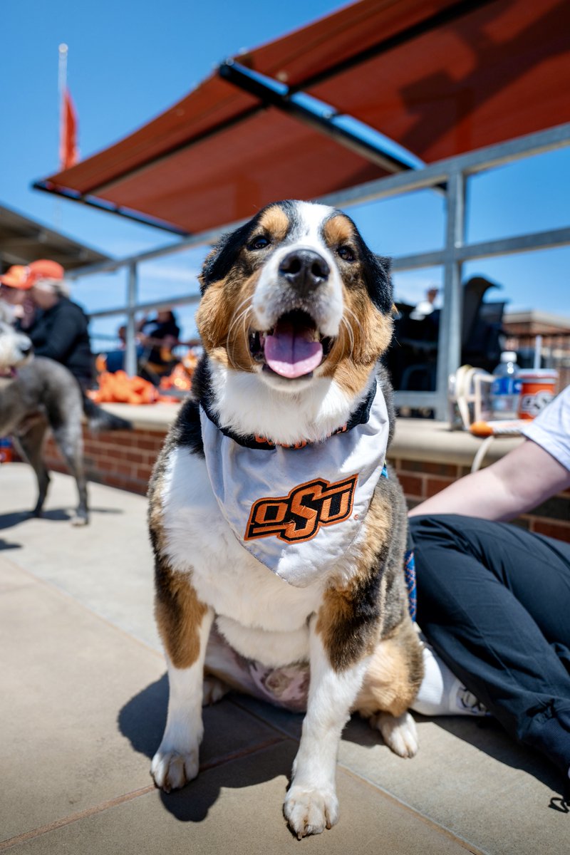 Oklahoma State Univ. tweet media