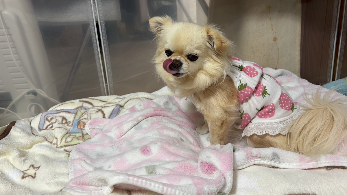 チビ＆ココ tweet media