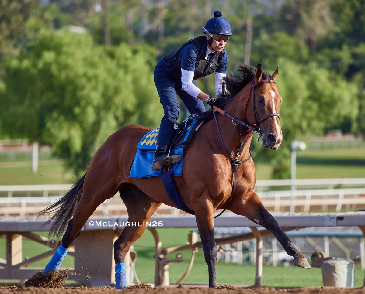 Potente this morning under Humberto Gomez for HoF trainer Bob Baffert  <a href="/santaanitapark/">Santa Anita Park</a> <a href="/KentuckyDerby/">Kentucky Derby</a> <a href="/DerbyMedia/">Kentucky Derby Media</a> <a href="/BobBaffert/">Bob Baffert</a> <a href="/hutagomez_gomez/">Humberto Gomez</a>