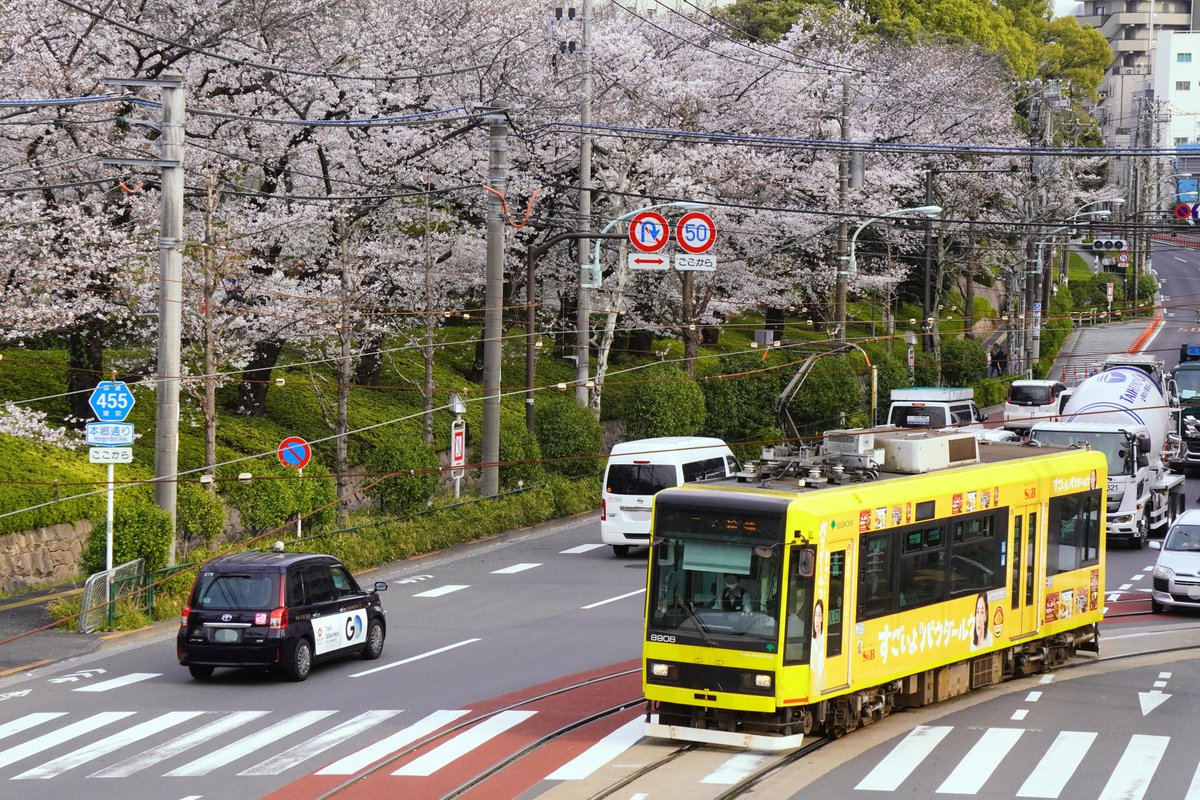 masashiz2's tweet image. おはようございます！(:D)┓
【王子駅前停留場 付近】東京さくらトラム9000形レトロ調：飛鳥山のつつじ
【飛鳥山停留場 付近】〃8900形S&amp;amp;Bカレー広告：飛鳥山のさくら
【飛鳥山下跨線人道橋】253系[きぬがわ]鬼怒川温泉-新宿：6月頃青色系に変更予定
【寛永寺橋】E257系[草津・四万]長野原草津口-上野