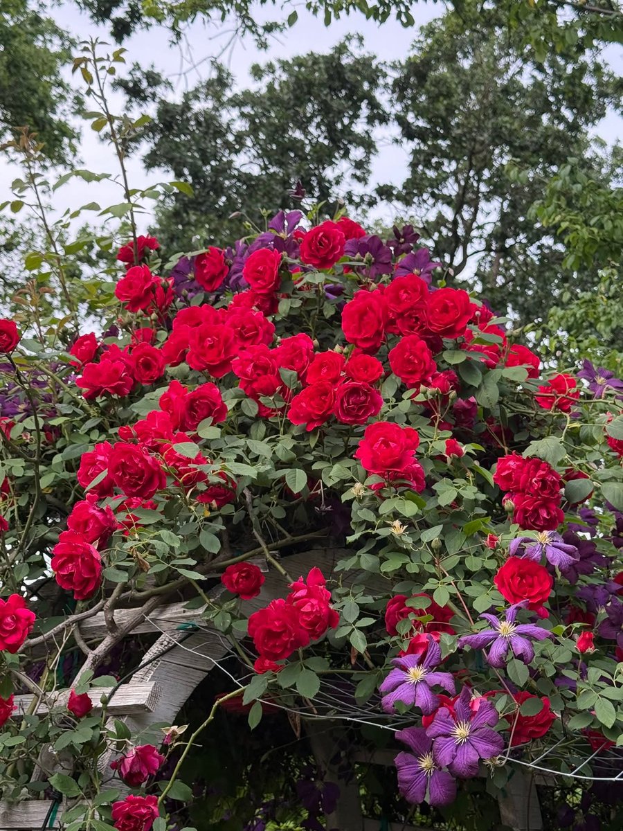 Robin Le tweet media