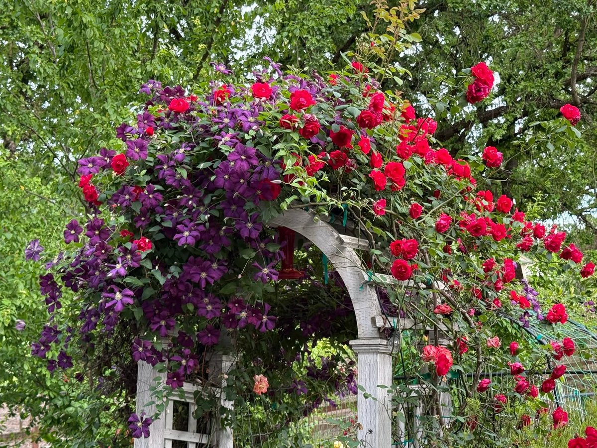 Robin Le tweet media