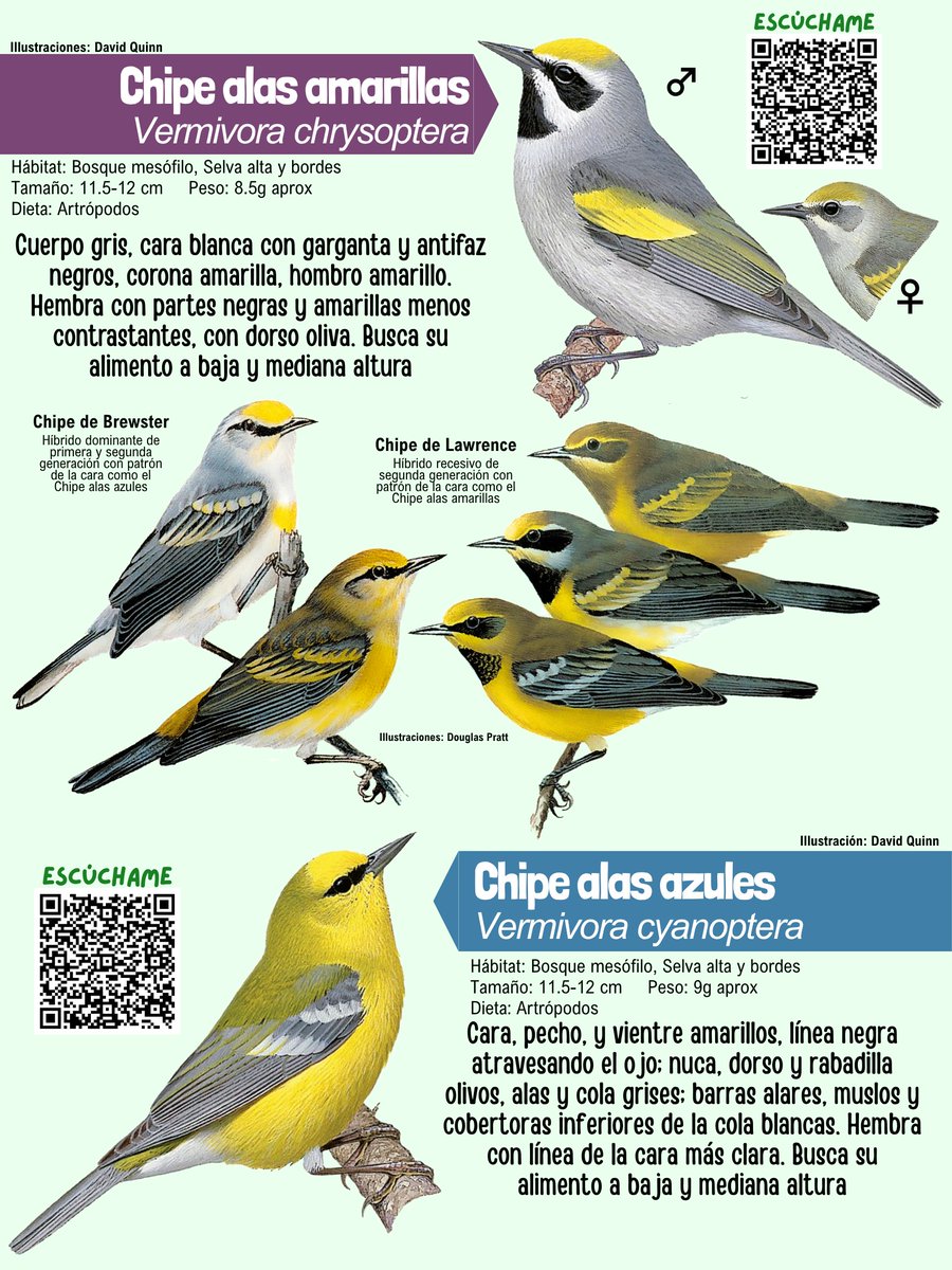 Pajareando en: Aves y Naturaleza de México tweet media
