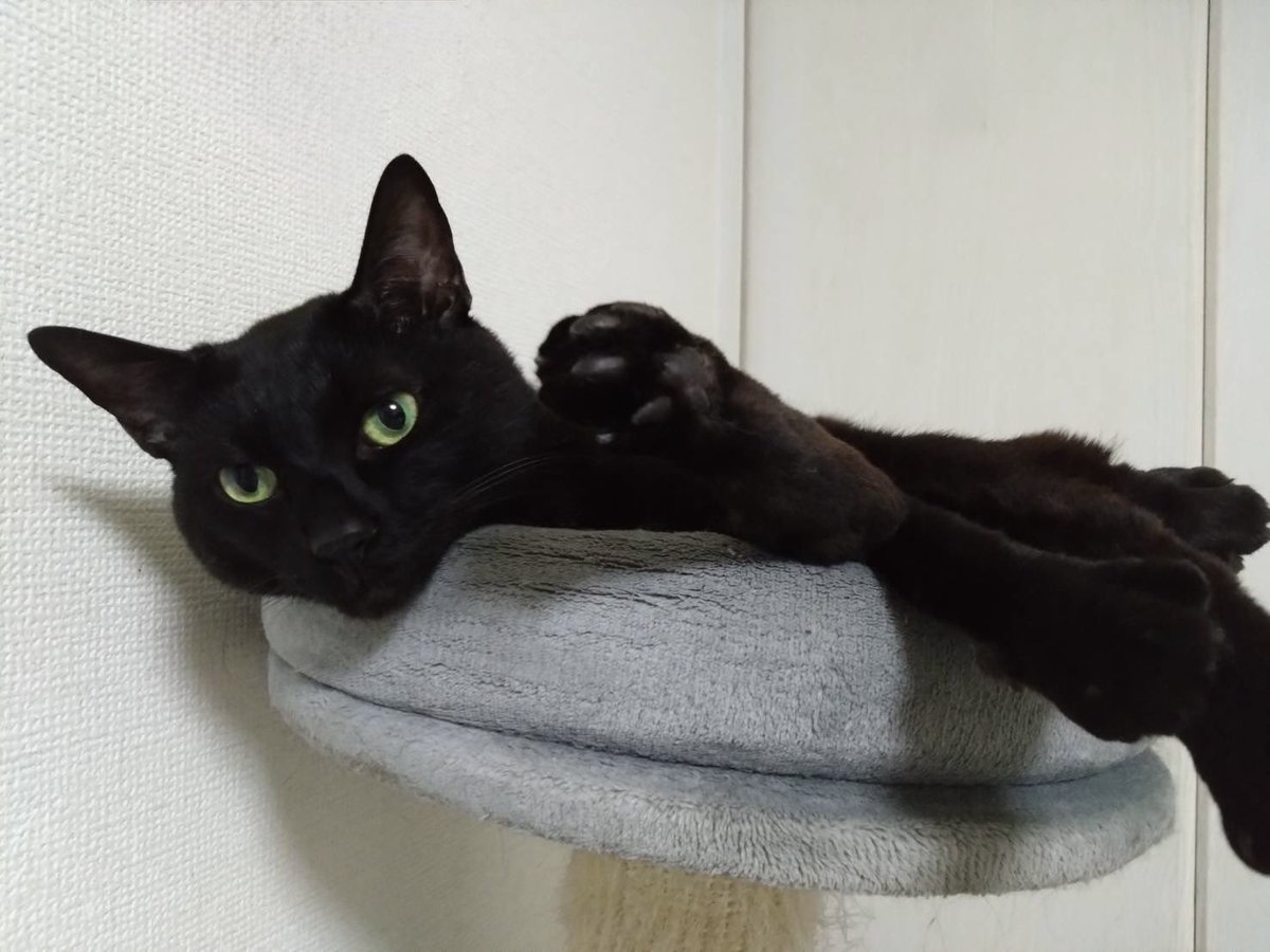 黒猫一家🐭 tweet media