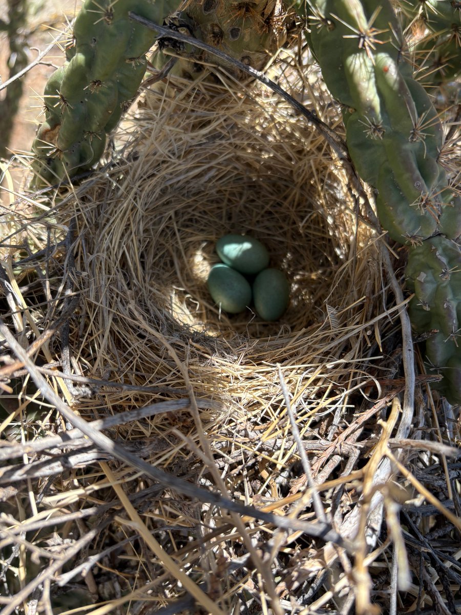 Candace Frostenson tweet media