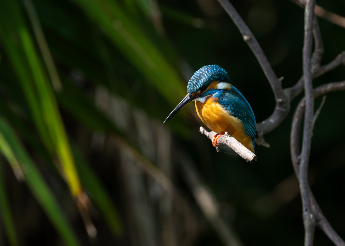 hako_rock2's tweet image. おはようございます！

最近は給餌するためか、活発に動き回ってくれるようになりました🫡

今週もよろしくお願いします！

#カワセミ #野鳥 #Nikon