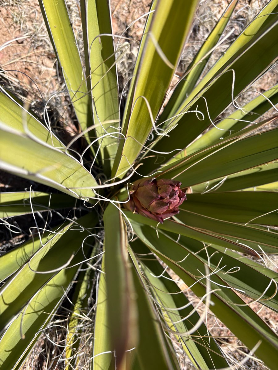 Candace Frostenson tweet media