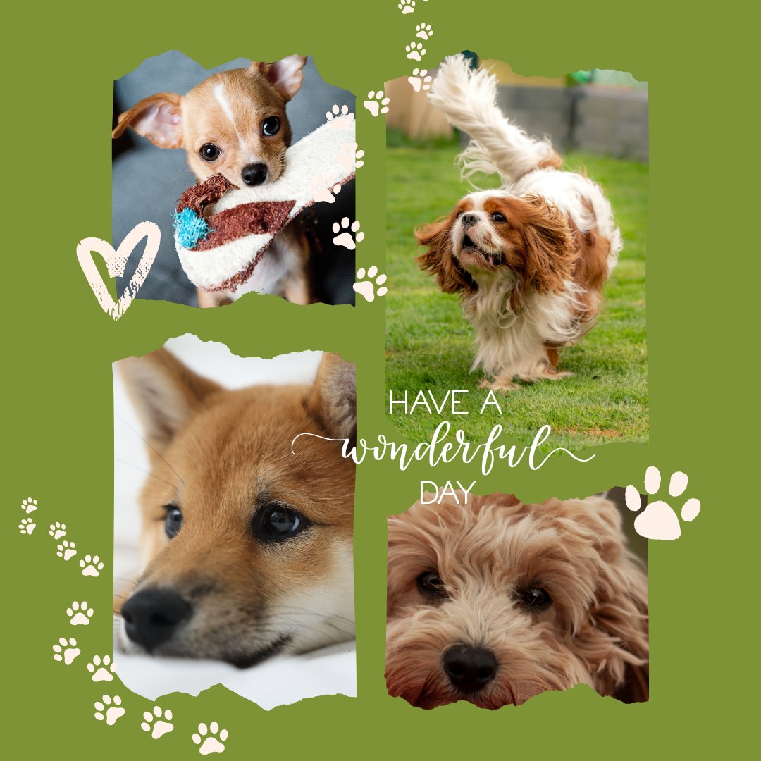 なつめ｜犬と猫と暮らし tweet media