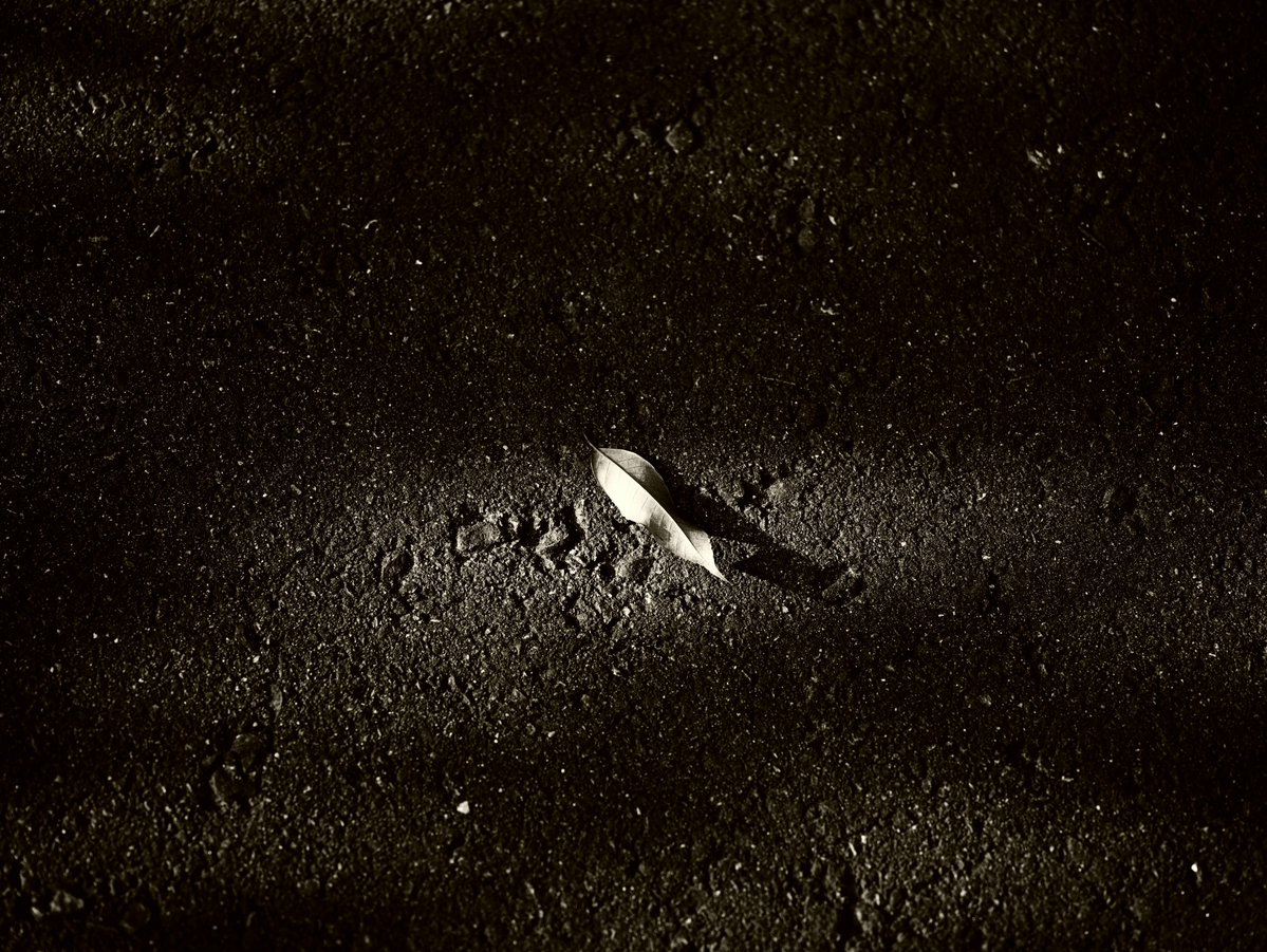 Take_Kuroki's tweet image. Leaf
葉

#photography #nature #NaturePhotography