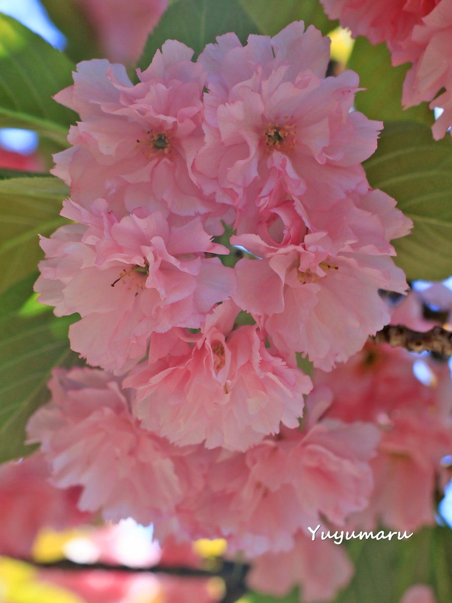 4/20月曜日🍇今朝の花写真📷 紅色八重咲の桜🌸関山🌸 おはようござい