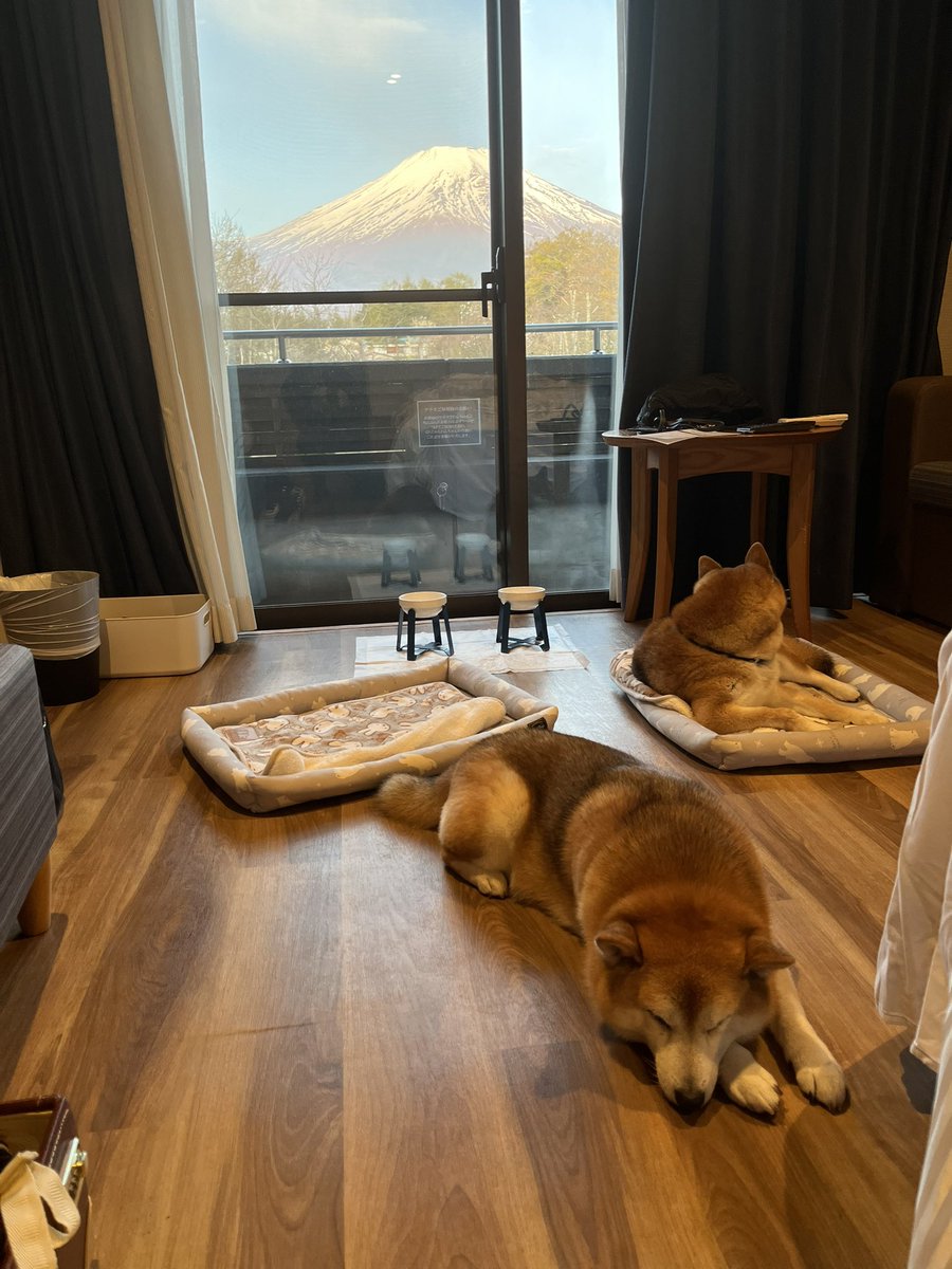 @Ducaduca柴犬御殿完成 tweet media