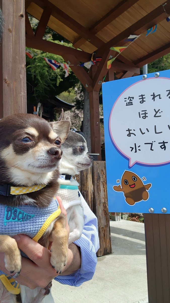 🐼と🐶とパパ tweet media