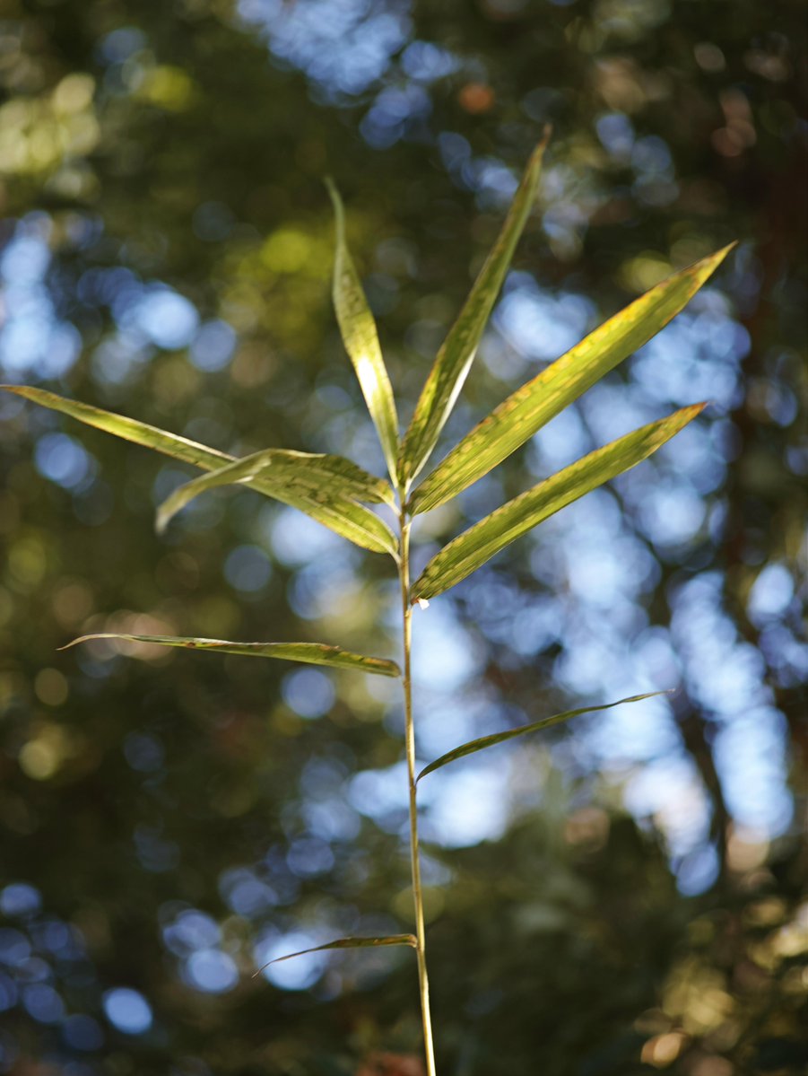 Take_Kuroki's tweet image. Leaf
葉

#photography #nature #NaturePhotography