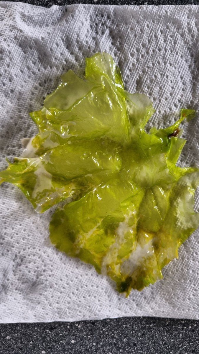 Fiona Russell tweet media