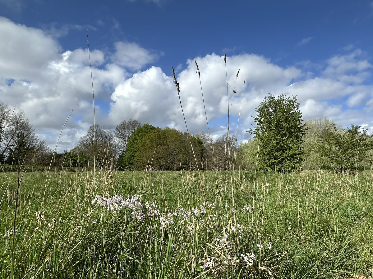 InsightUpNorth's tweet photo. Lovely cuckoo flowers in @ryebankfields Chorlton, Manchester. 
#wildflowerhour #cabbagefamily #mindfulphotography #mentalhealth #wellbeing https://t.co/EVa6E9MX4l