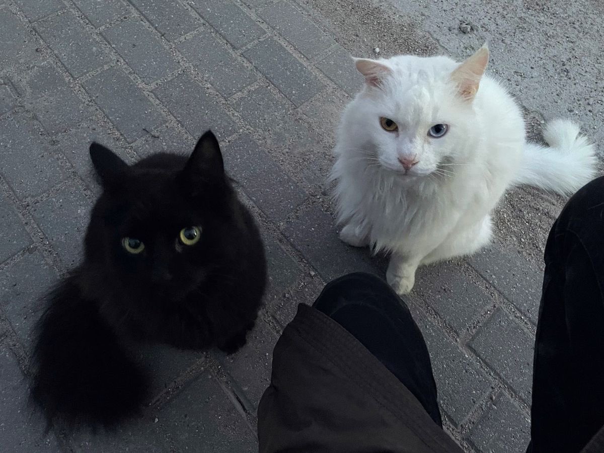 daily cats ♡ tweet media