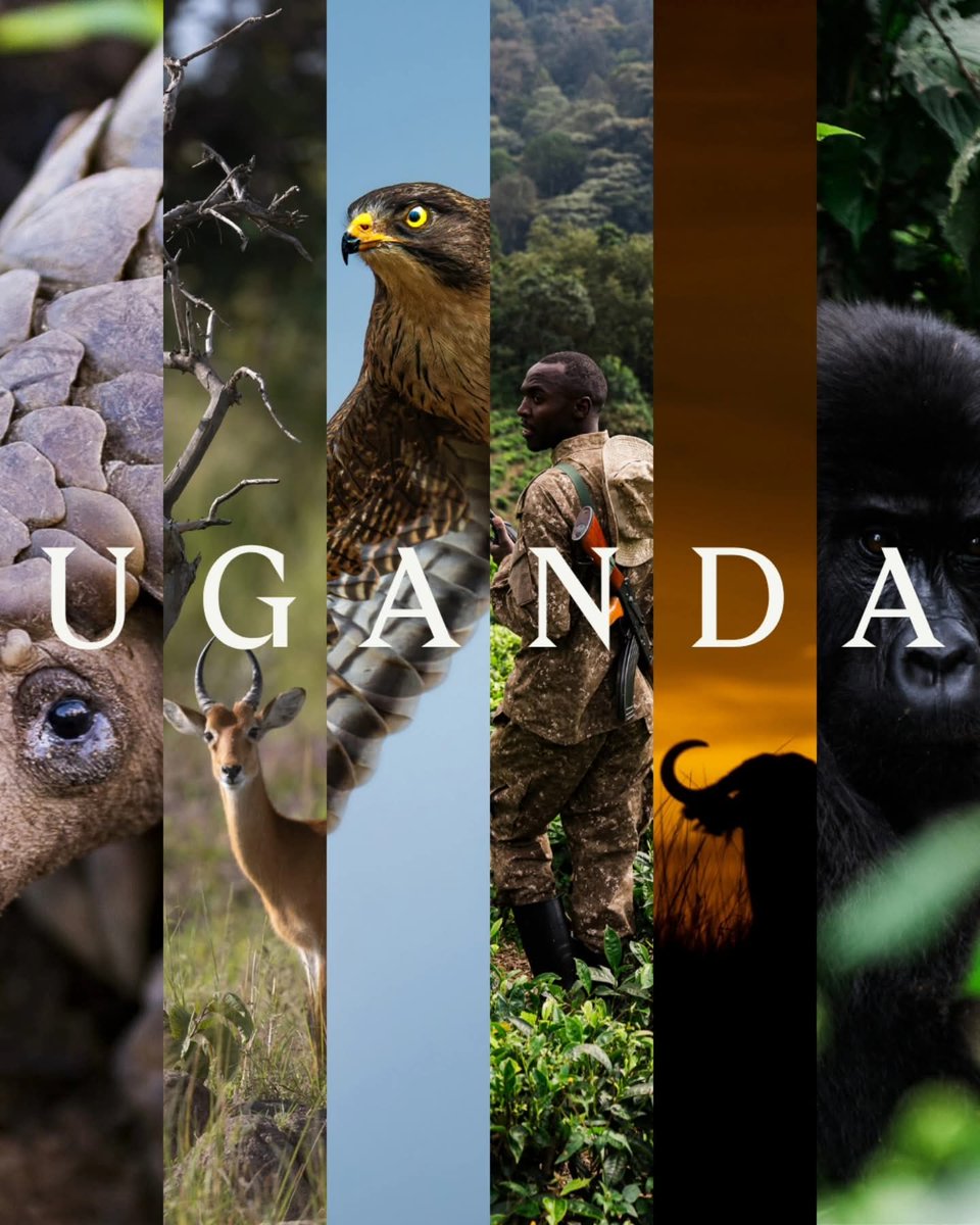 ExcitingClassic's tweet photo. 🦏🌿 Uganda’s not just gorillas.
It’s rhinos at Ziwa. It’s waterfalls that roar. It’s parks that breathe.
Add it to your bucket list. You’ll understand why.
Safariexciting@gmail.com
https://t.co/hWgqq6nY3Q https://t.co/56Tn2vzl3G