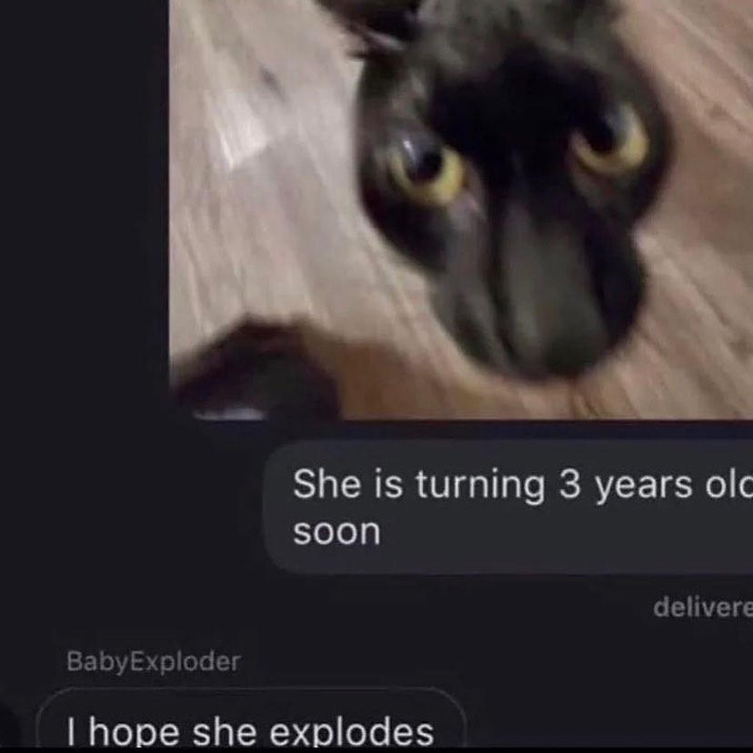 Punch Cat tweet media