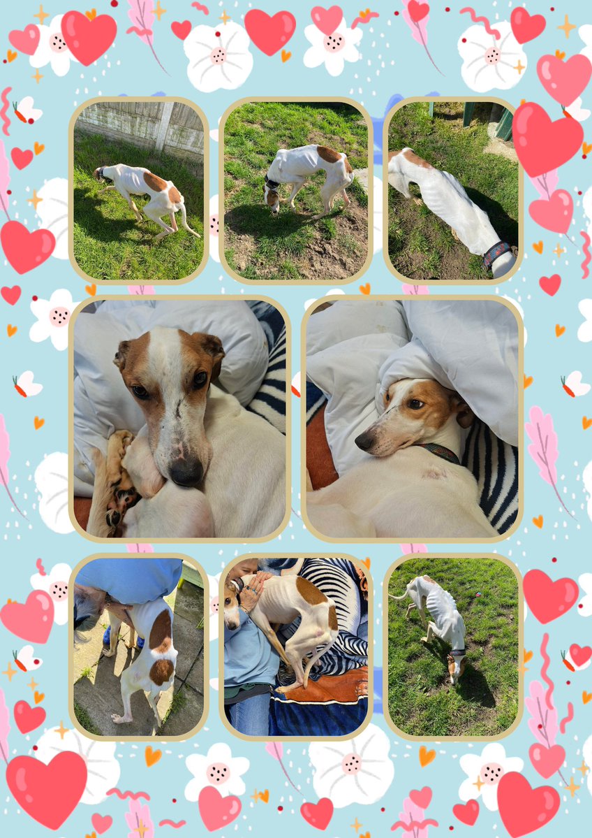 Wilf125's tweet image. Update in Alt picture 
#Phoenix 
#news 
@AdoptionsUk
@NevilleSouthall
@rickygervais
Follow us on #Facebook
facebook.com/profile.php?id…