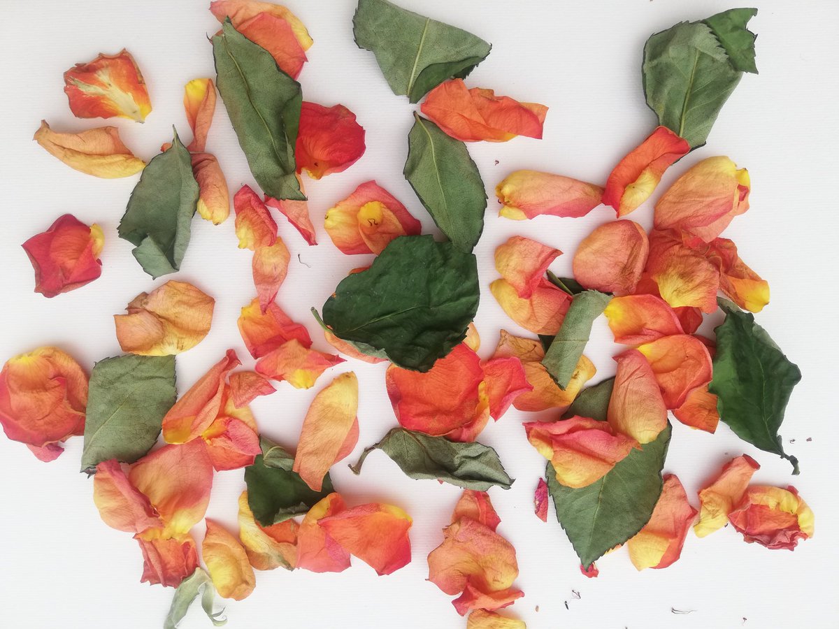 RenskeSvetlin's tweet photo. Les Feuilles Mortes/Remannts (Series) #photography #art #likovnost #fotografija #stvarjalnost #tihožitje #stilllife #Stillleben #nature #narava #tihožitje #cvetice #Evropa #Europe https://t.co/8voTnpacaD